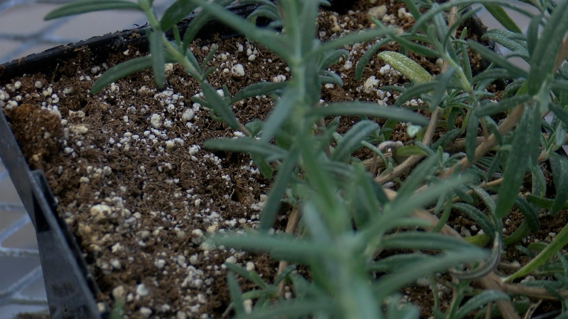 soil and plant
